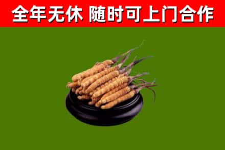 深圳市回收冬虫夏草